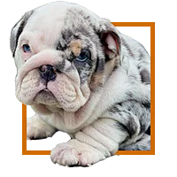 Available English Bulldog Puppies