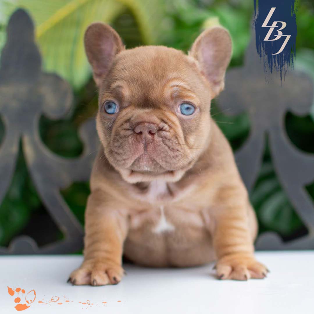 French Bulldog for sale - LBJ Grogu