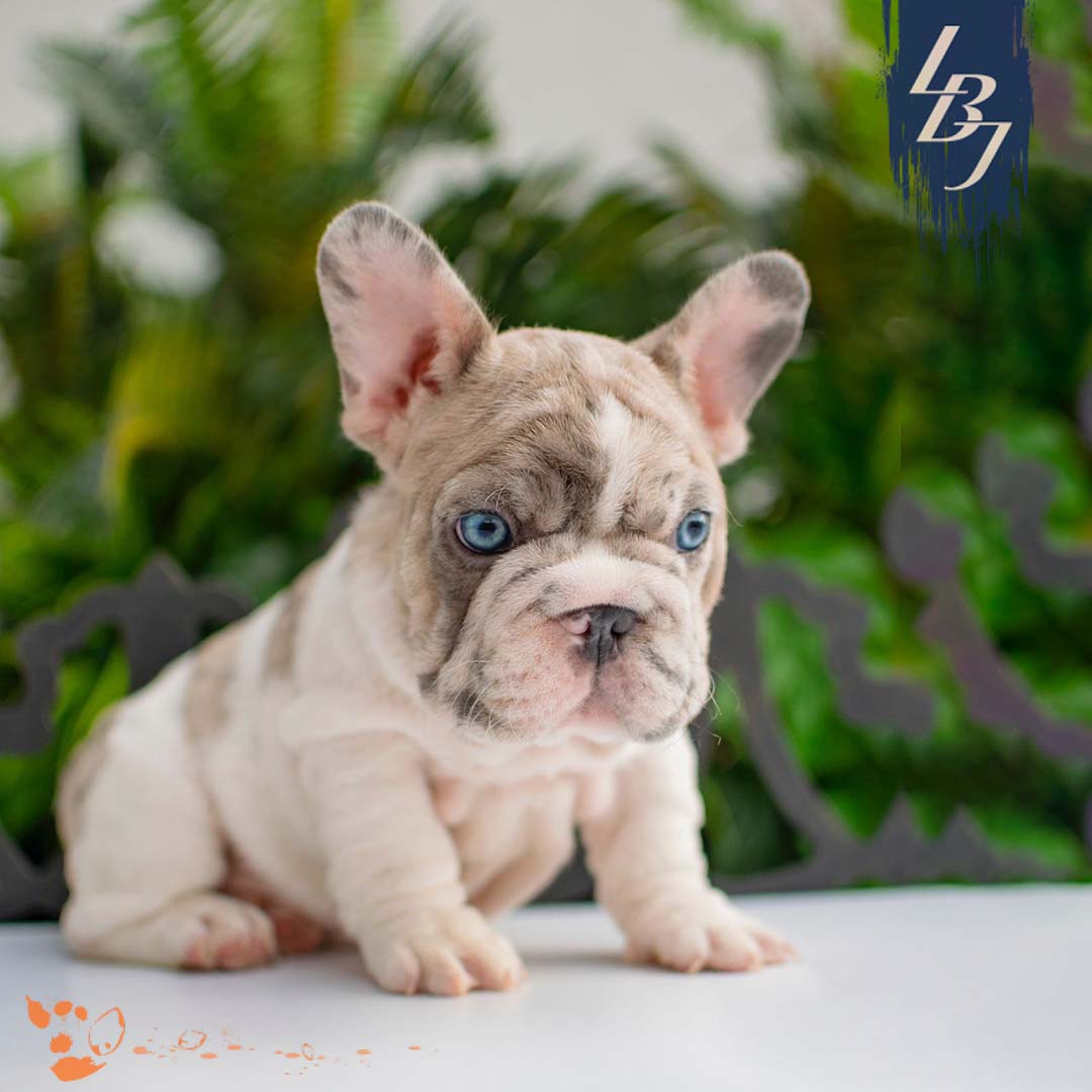 French Bulldog - LBJ Ivy