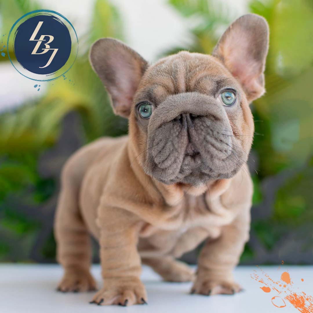 French Bulldog for sale - LBJ Whisky